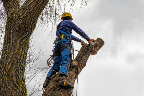 Why Choose Our Tree Removal Services in El Dorado Springs, MO?